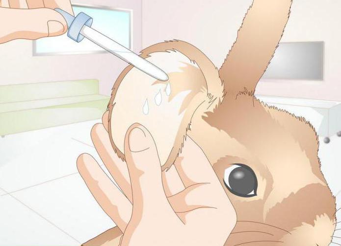 عث الأذن في علاج الأرانب في المنزل مع العلاجات الشعبية